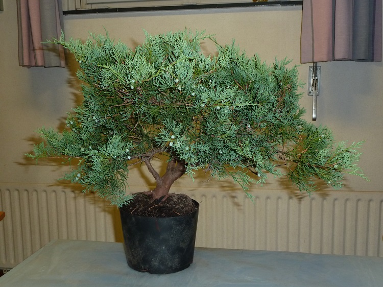 Juniperus virginiana Grey Owl 001.JPG