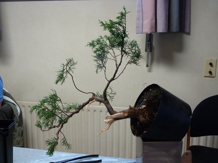 Juniperus virginiana Grey Owl 002.JPG